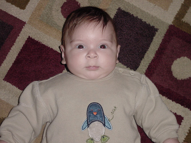 penguin